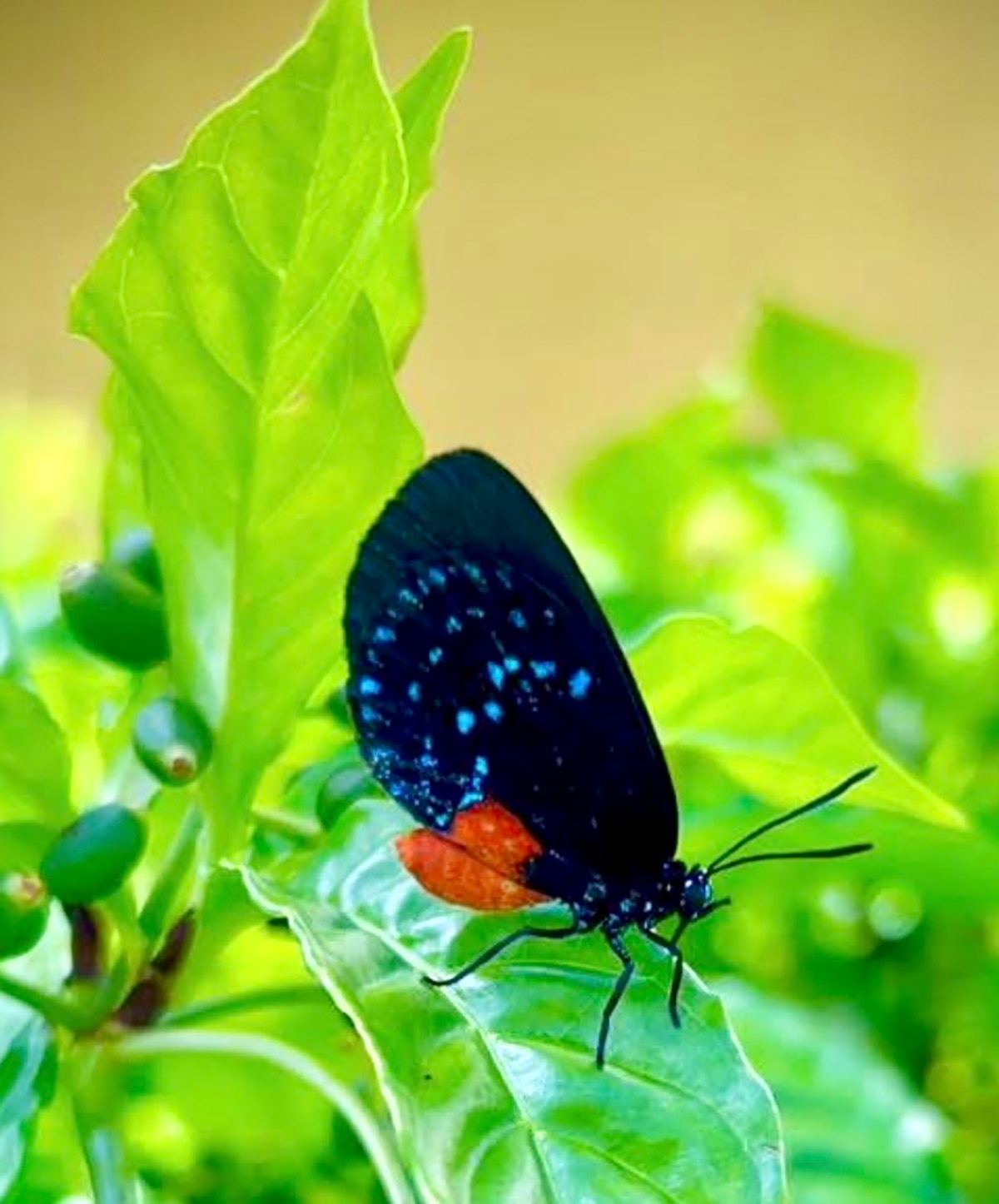 An Atala butterfly, a South Florida native species, in a Boynton Beach Garden Club garden