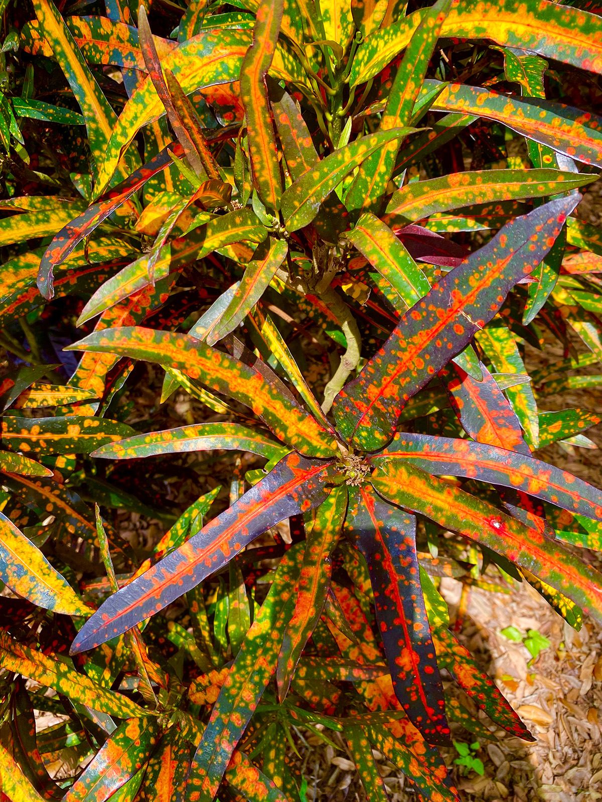 Croton foliage in a Boynton Beach Garden Club garden