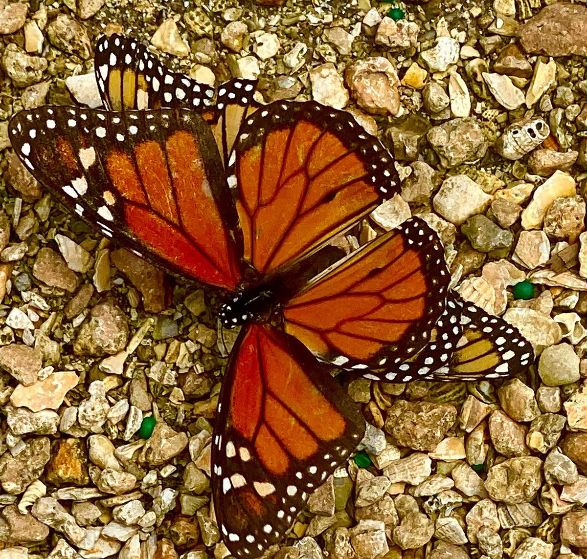 A monarch butterfly at the Butterfly Garden, Schoolhouse Children's Museum, Boynton Beach