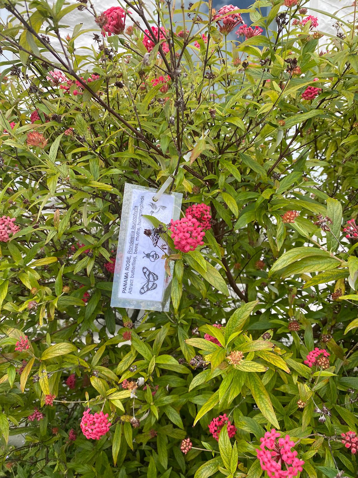 Panama rose, a nectar plant for butterflies, bees and hummingbirds